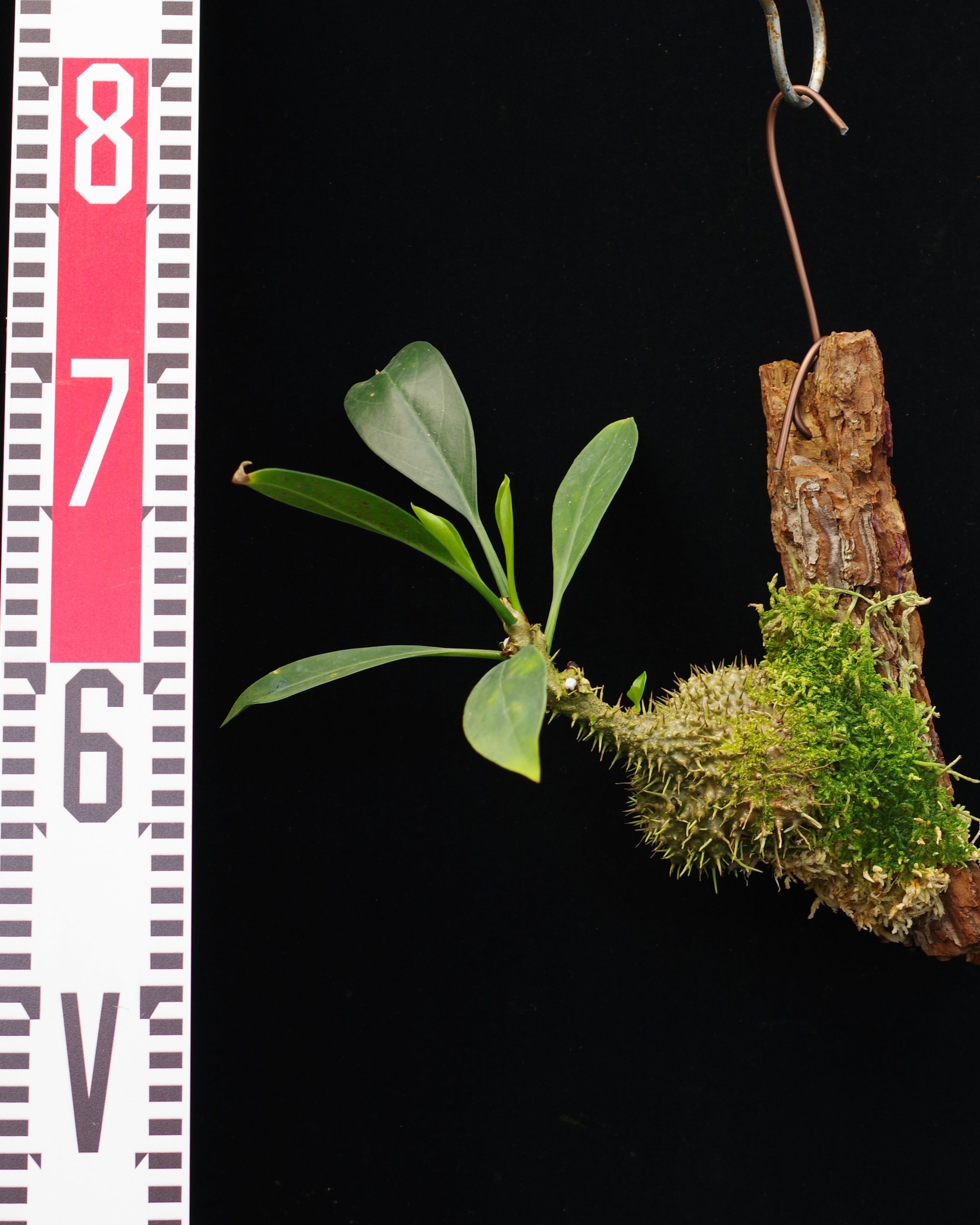 アリ植物　ミルメコディア　Myrmecodia tuberosa papuana Myrmecodia tuberosa “papuana” 着生仕立て | 伊藤蟻植物農園