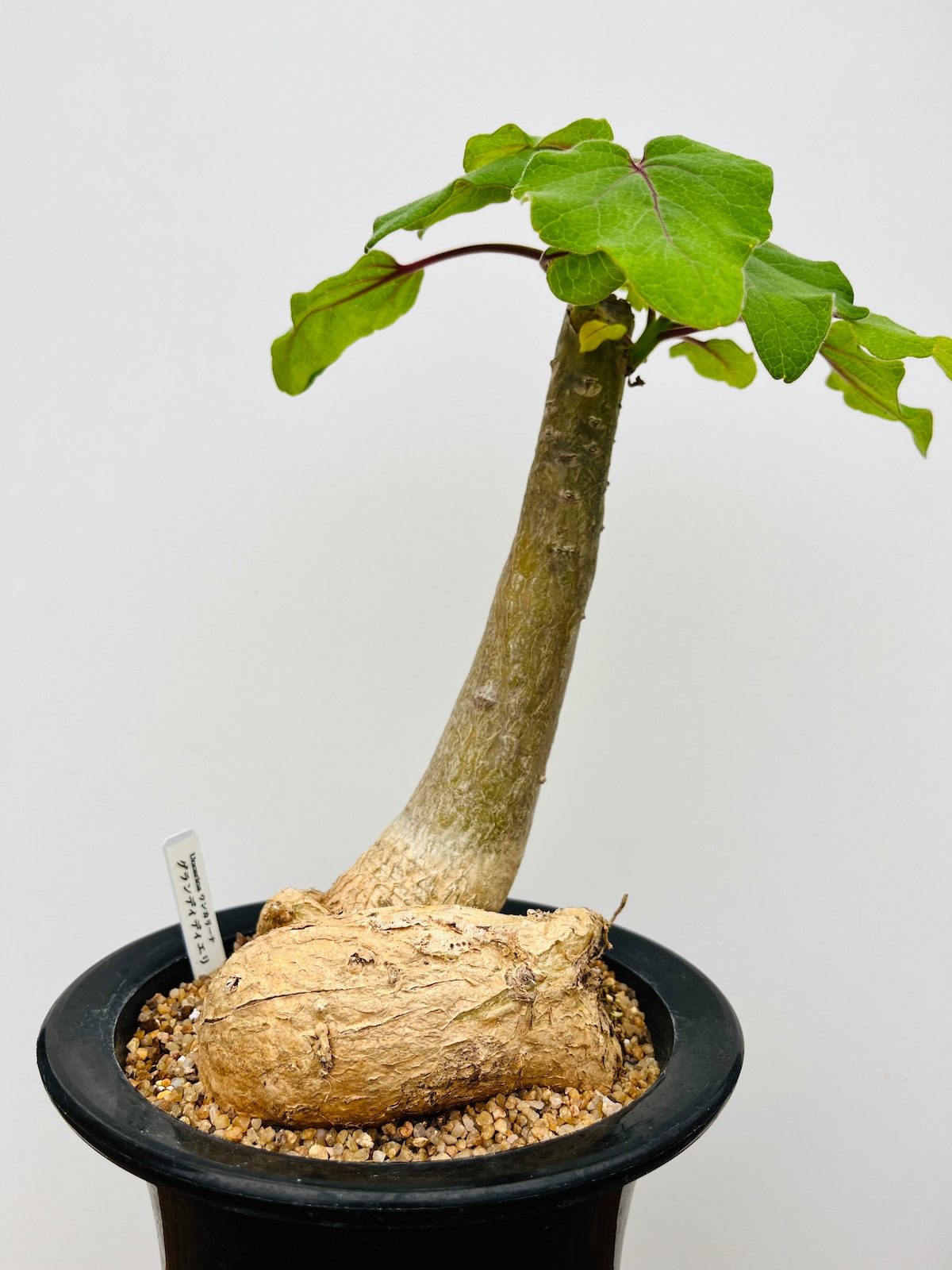 Uncarina grandidieri ウンカリーナ グランディディエリ 多肉植物 塊根 