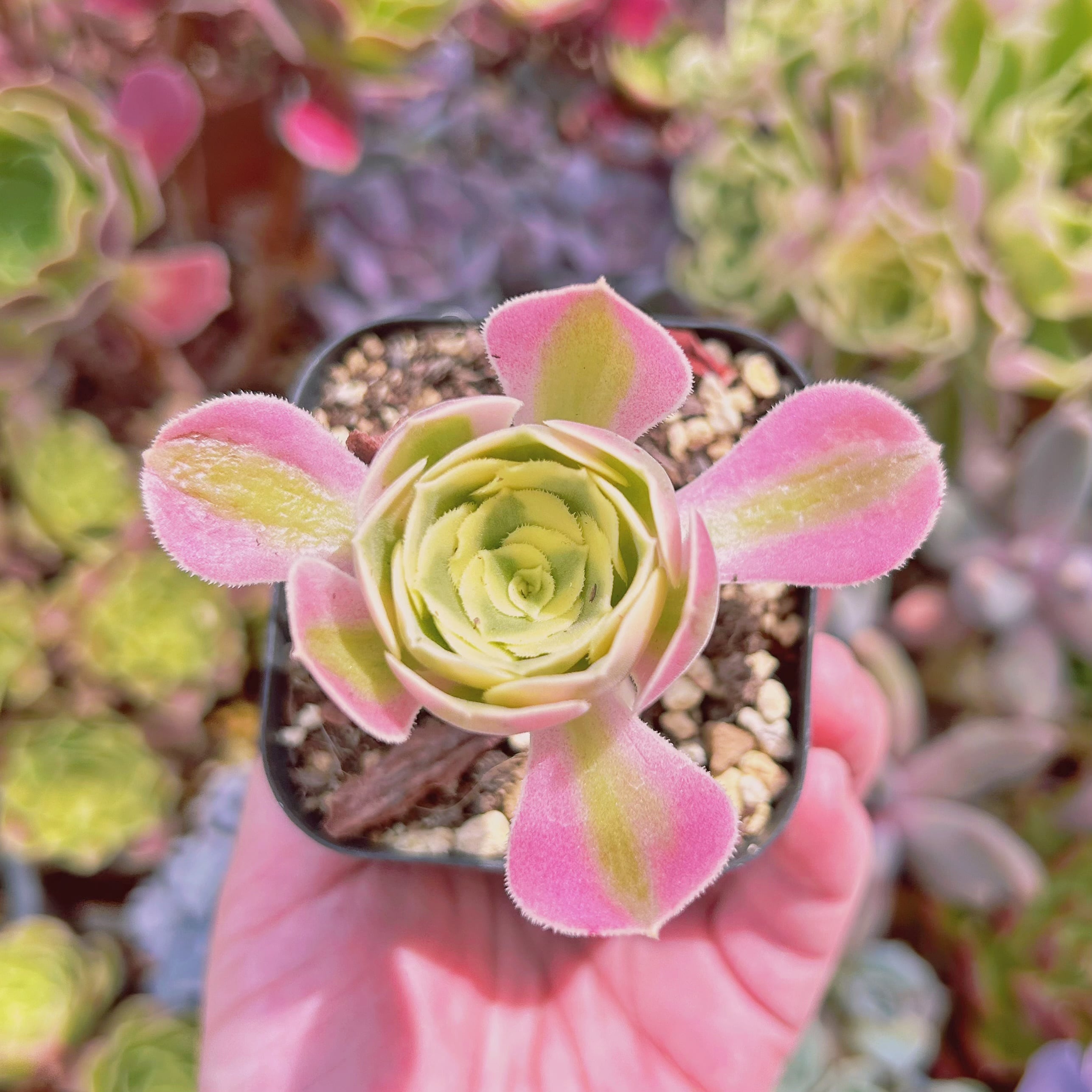 現物　多肉植物　アフラダイティ　抜き苗