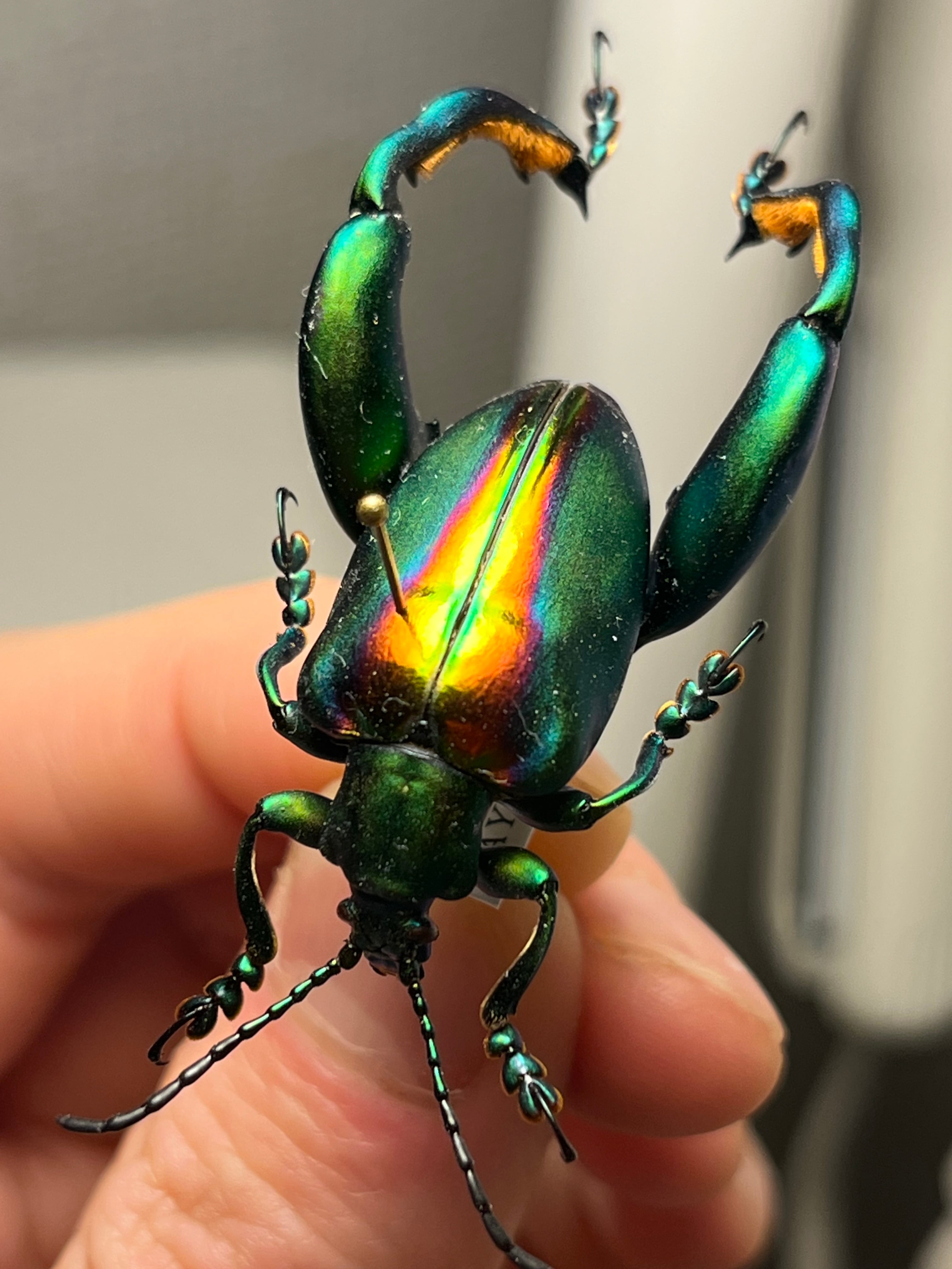 【腿太葉虫最大種】Sagra buqueti モモブトハムシプラチナコガネ標本 腿太葉虫最大種】Sagra buqueti モモブトハムシ プラチナコガネ