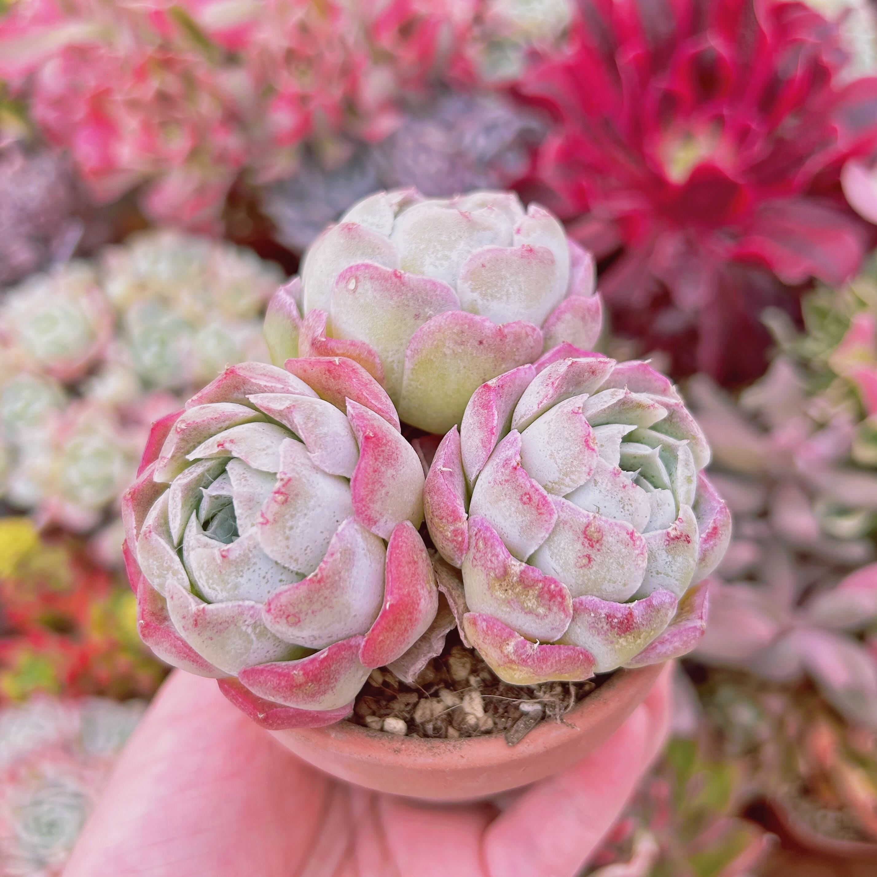 265現物 多肉植物 薔薇月影 特大 | PAY ID