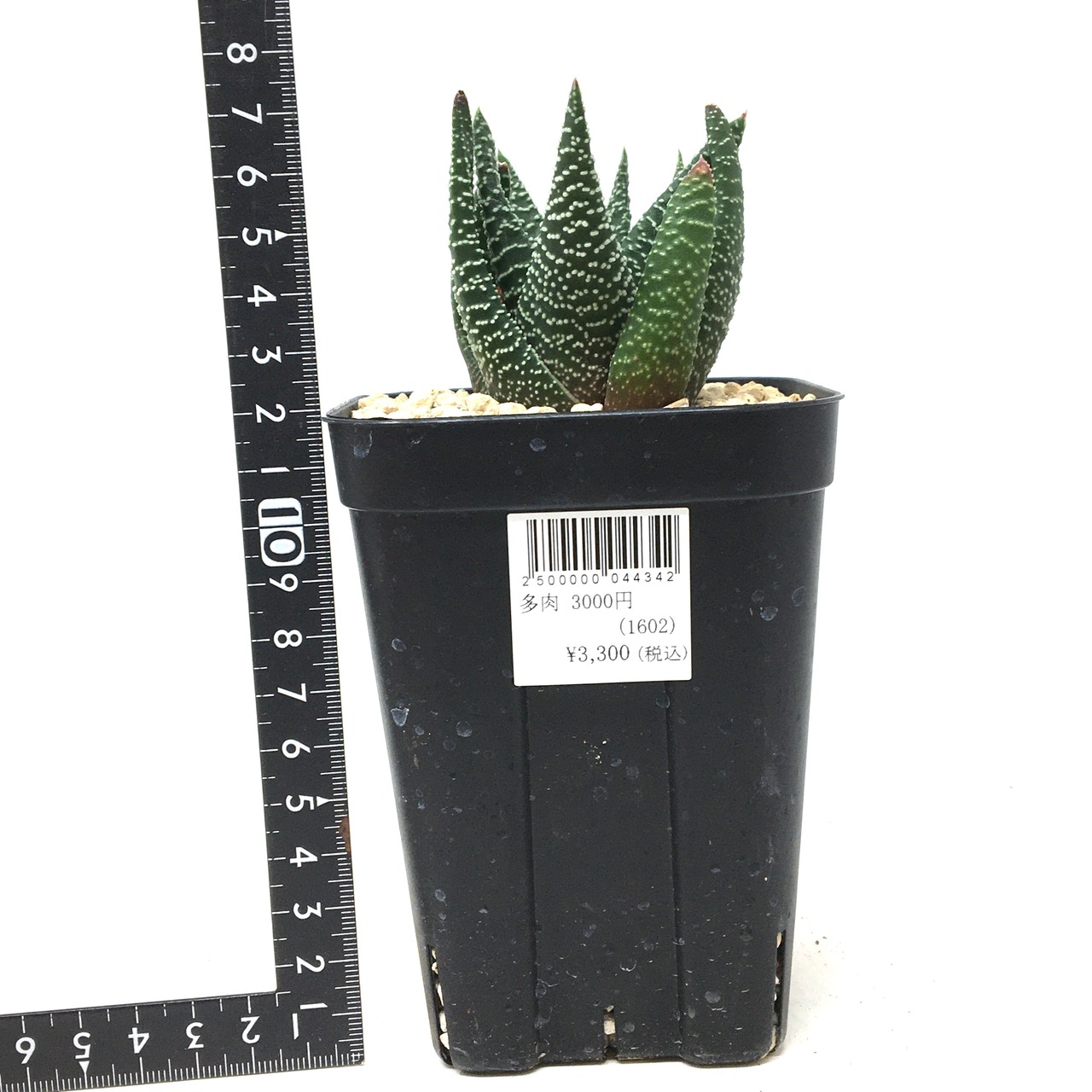 ガステルハオルチア ロイヤルハイネス【310】