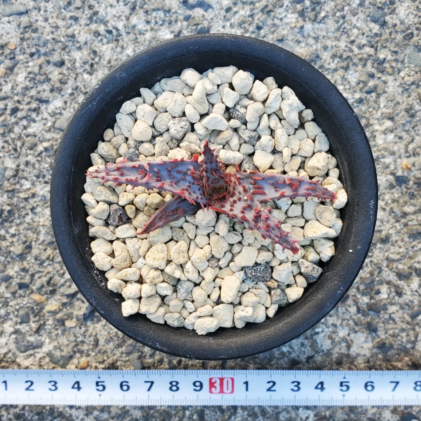 速達付き アロエハイブリッド開花株 グロリアスドラゴン×カスティロニアエAloe F00524_Aloe 'Glorious Dragon'（TCT）：アロエ・グロリアスドラゴン