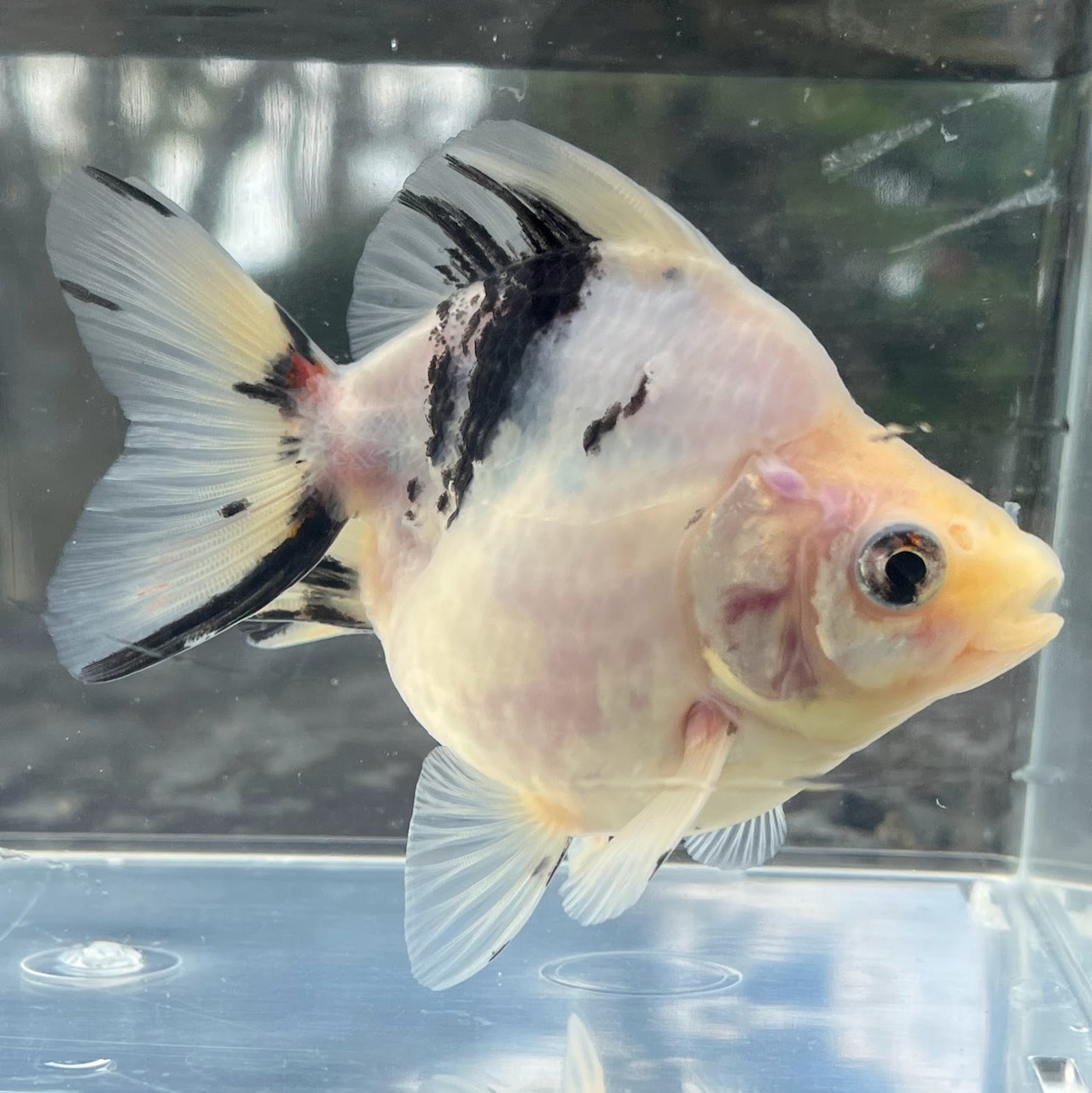 (金魚)だるま琉金 現品‐1 (1匹)【生体】