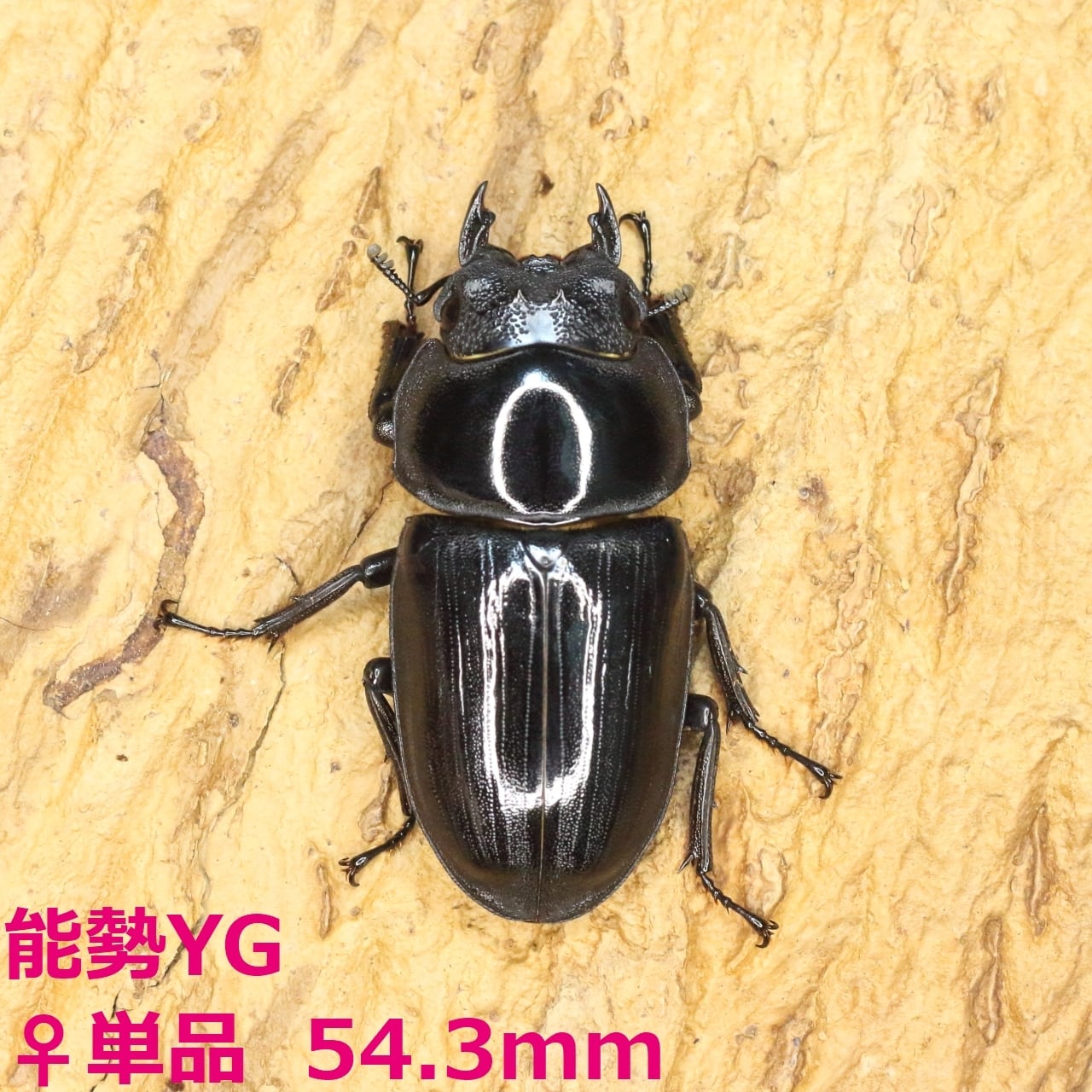 タランドゥスオオツヤクワガタ白眼、雄 白眼 タランドゥスオオツヤクワガタ 雄 | Pay ID