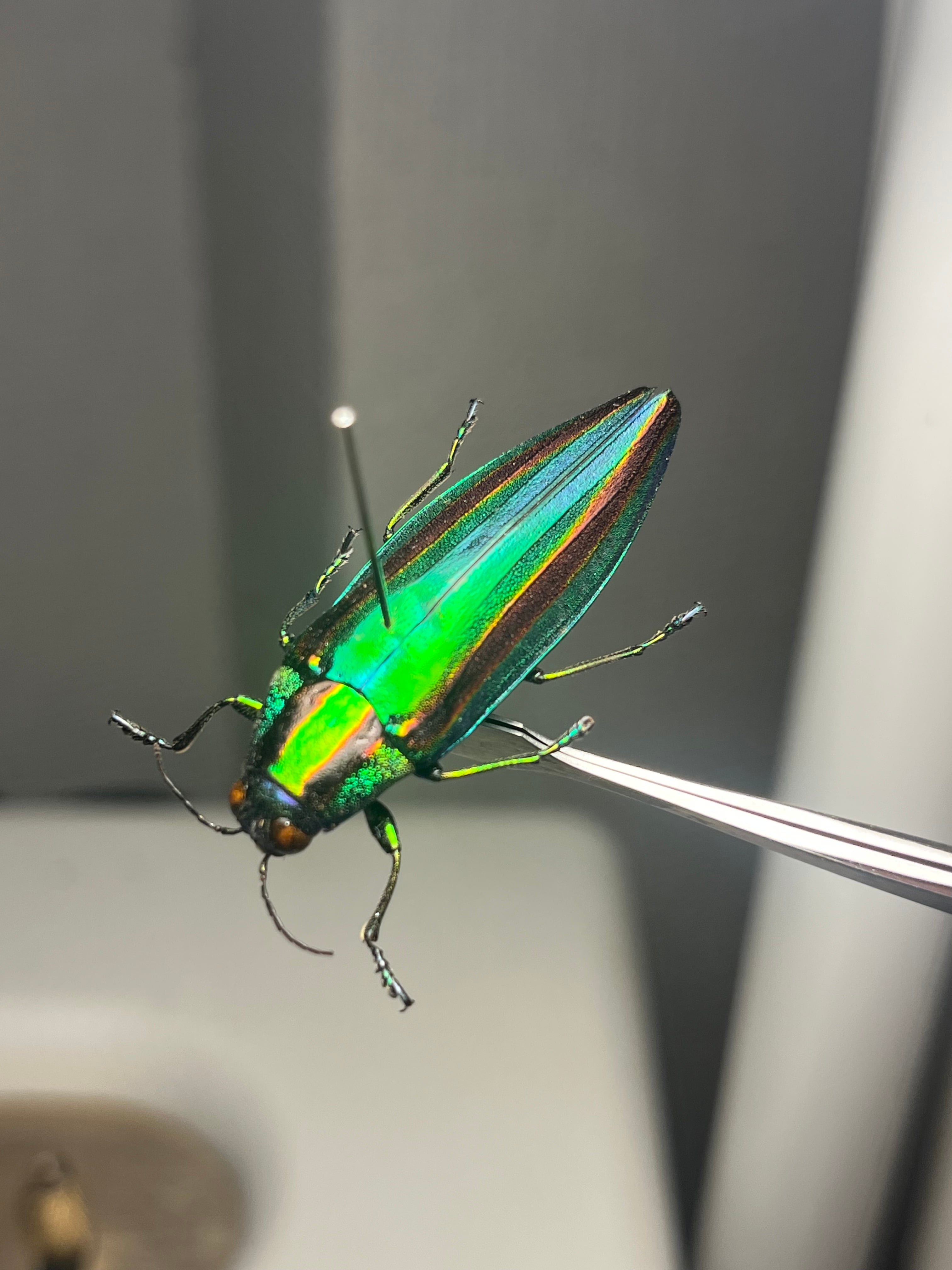 成虫】マキバネコロギス 昆虫標本バッタ キリギリスコロギスリオック直