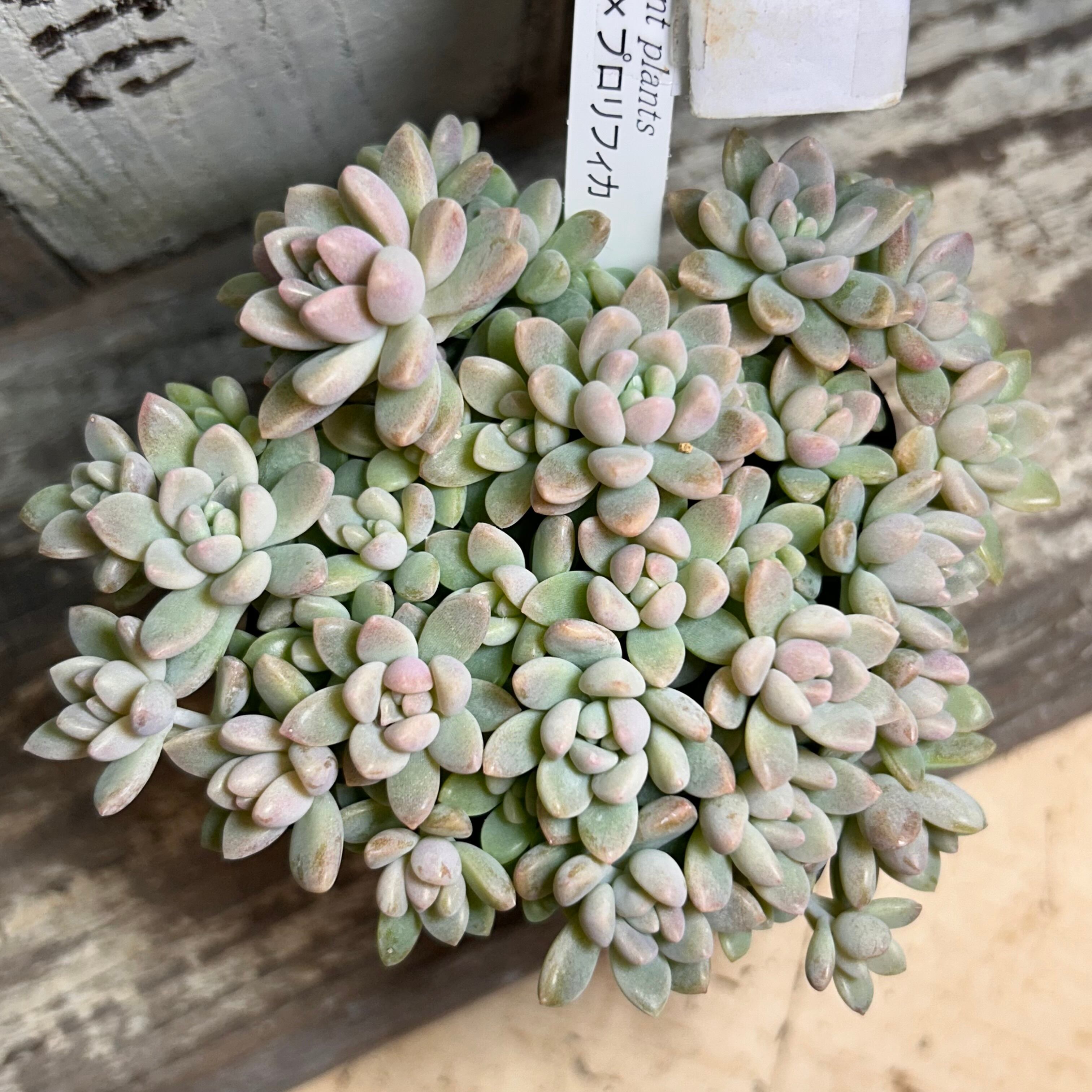 姫秋麗×プロリフィカ(匠園芸 | RuPo 多肉植物専門店