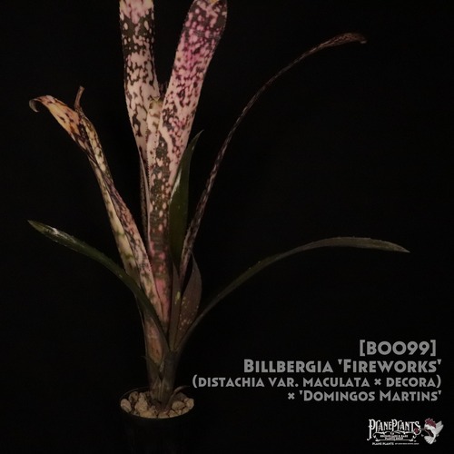 【送料無料】Billbergia 'Fireworks'〔ビルベルギア〕現品発送B0099