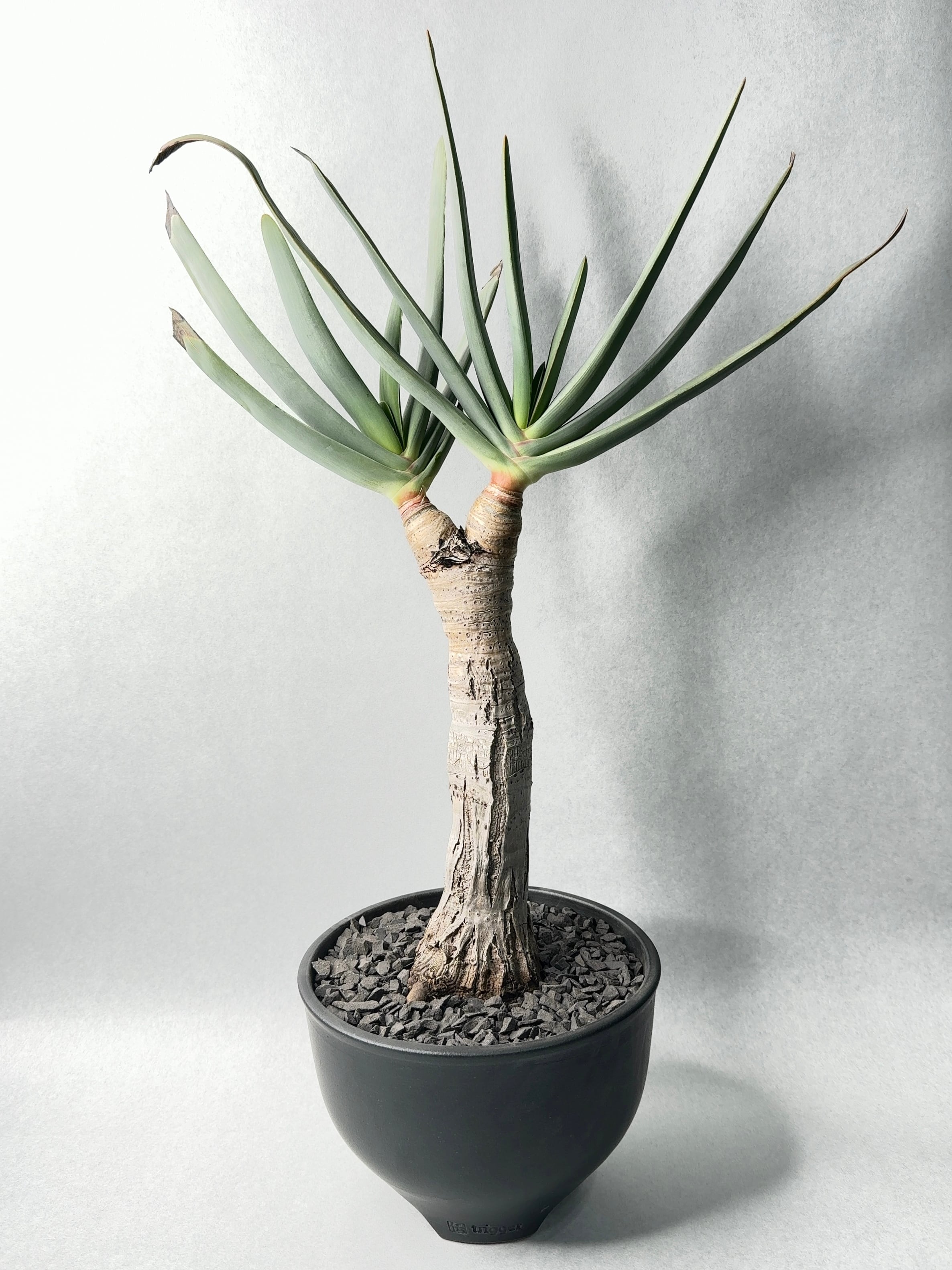 アロエ・プリカティリス | trigger