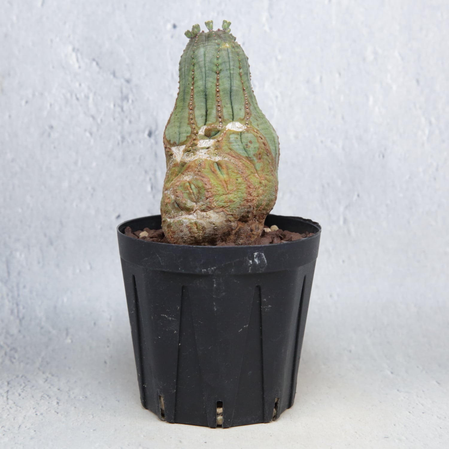 オス株 異型 捻じれ モンスト マイクロオベサ / ユーフォルビア