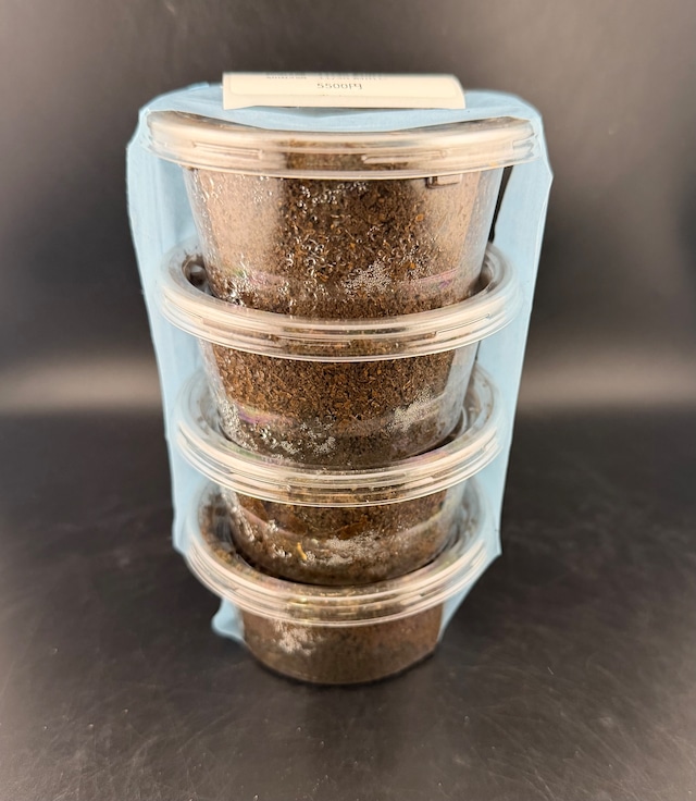 《デンティクルスミヤマ 幼虫 4頭セット》Language氏委託個体