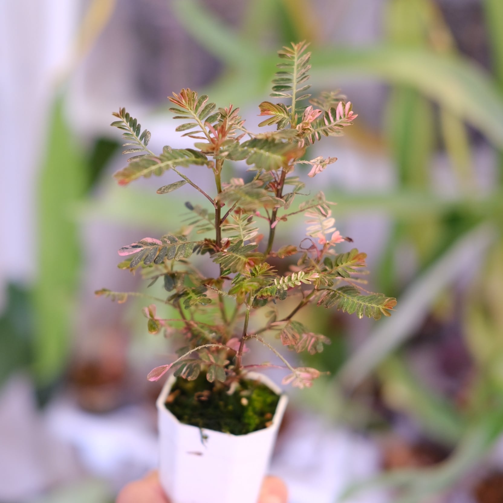 Phyllanthus urinaria 'Pink Variegated'③ Phyllanthus Urinaria Pink Variegated 💖💚 #phyllanthusurinariapink