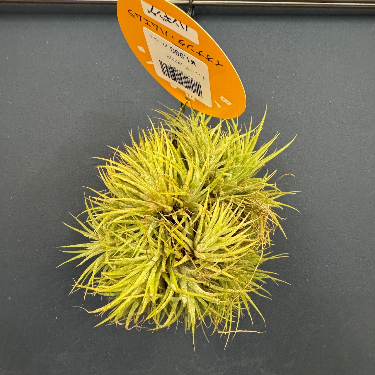 チランジア ハムエムラ ハンギング【035】