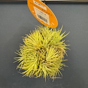 チランジア ハムエムラ ハンギング【035】