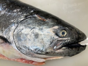 【鮭王】マスノスケ/北海道/羅臼沖/原体サイズ5.2kg/半身フィレ【冷凍】