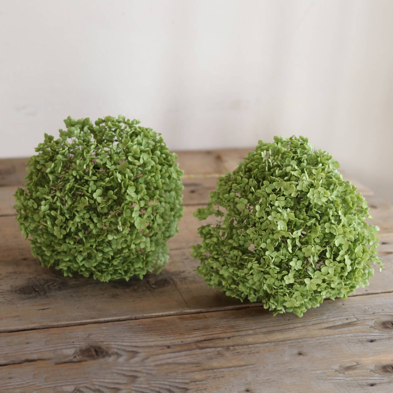 アナベル枝つき 【特大】/アジサイ あじさい/国産ドライフラワー 花材