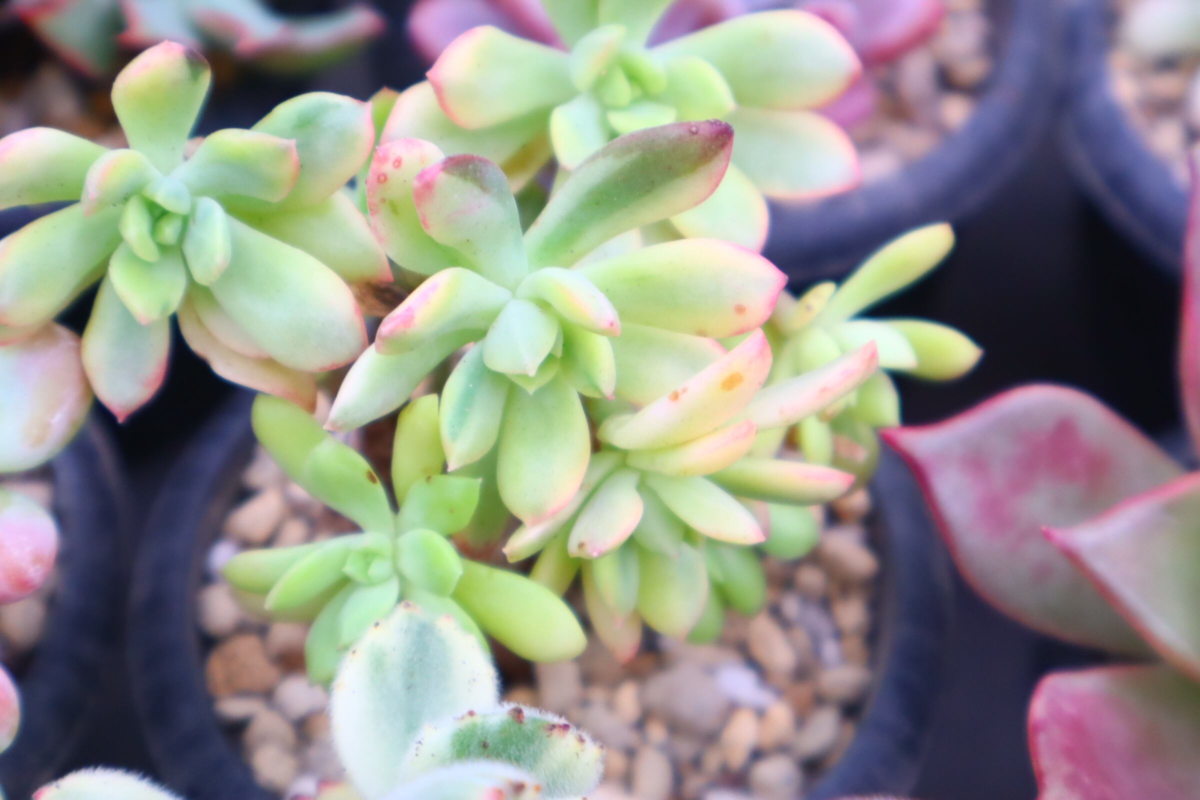 778.アエオニウム・LoveGod | 二代目大和高原の多肉屋