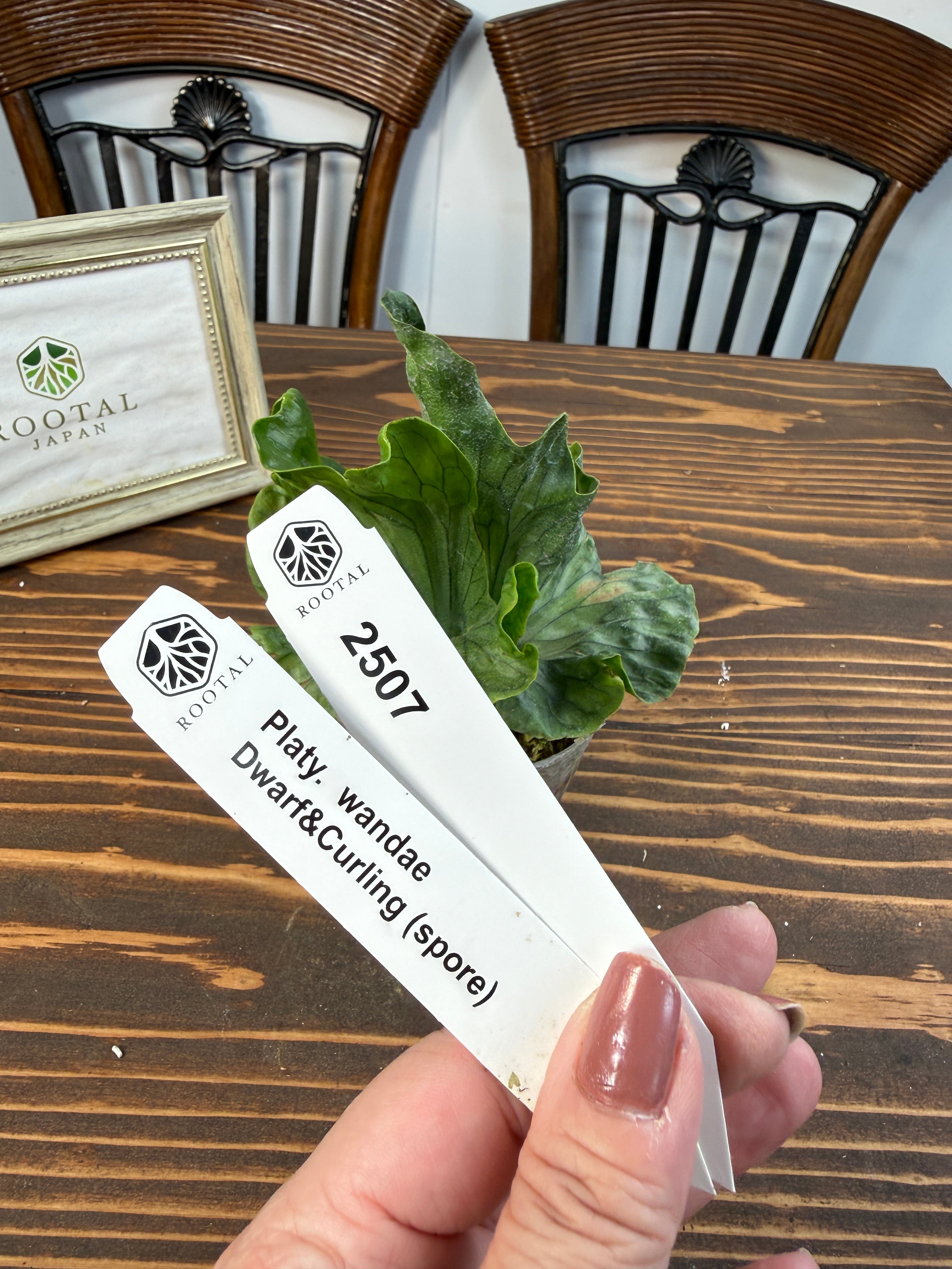 ★2507【くるりと舞うワンダエ】ビカクシダ ワンダエドワーフ&カーリングspore(2.5号ポット)