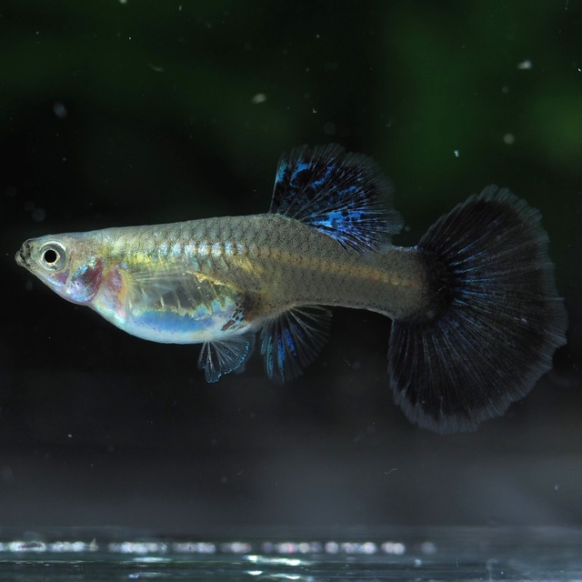 【現物】上物プラチナブルードラゴン　1ペア＋おまけ1ペア(No.1)