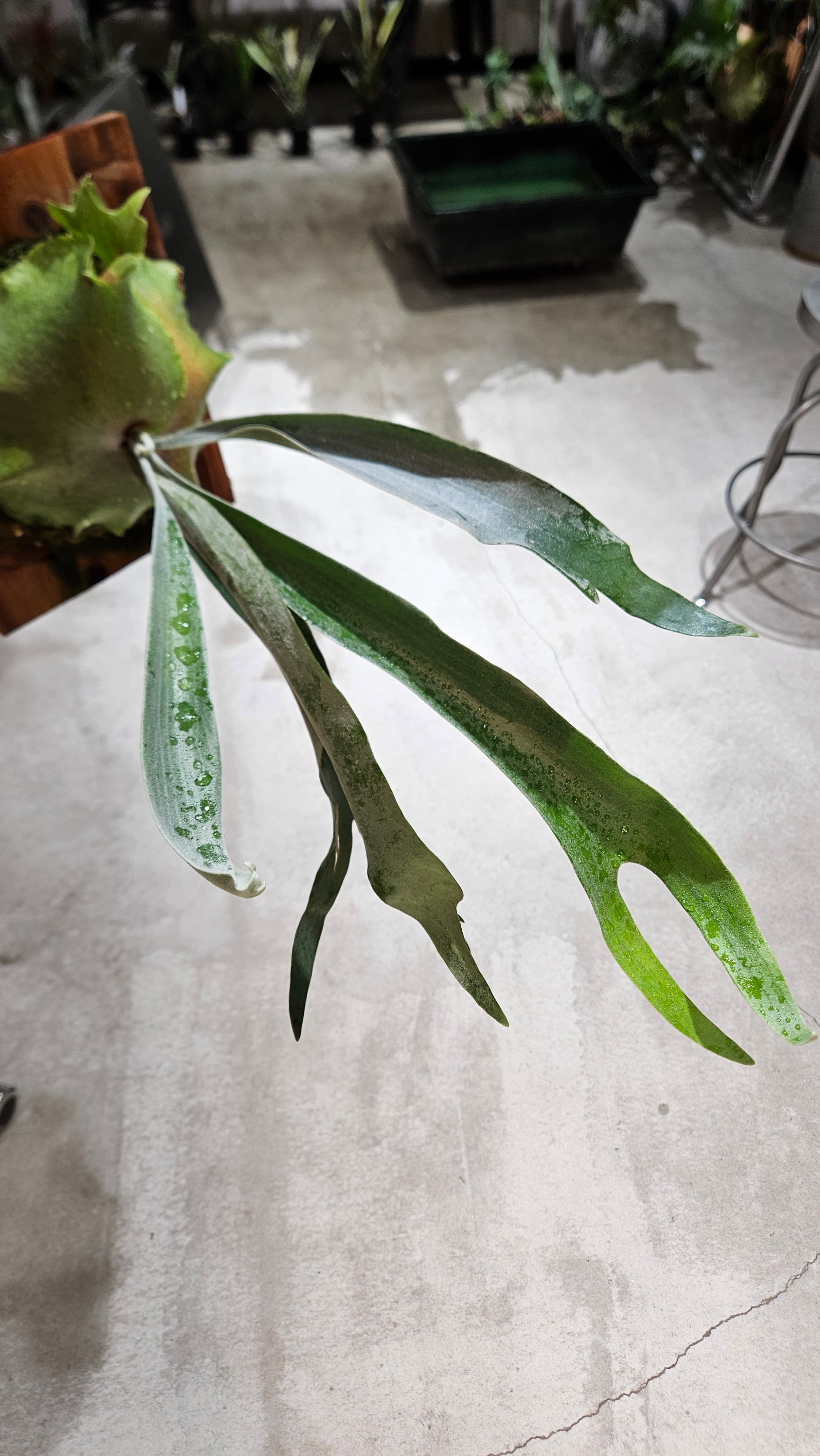 P.Nang Non 【artPLANTs/PLANTS GARAGE 】ビカクシダ/Platycerium