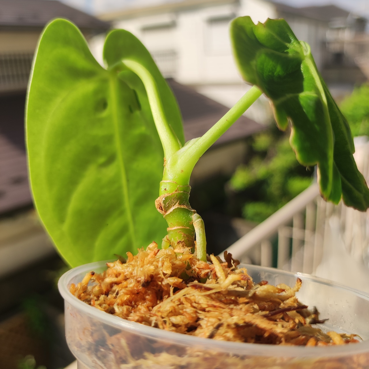 【実生・希少】アンスリウム・レガレ / Anthurium regale