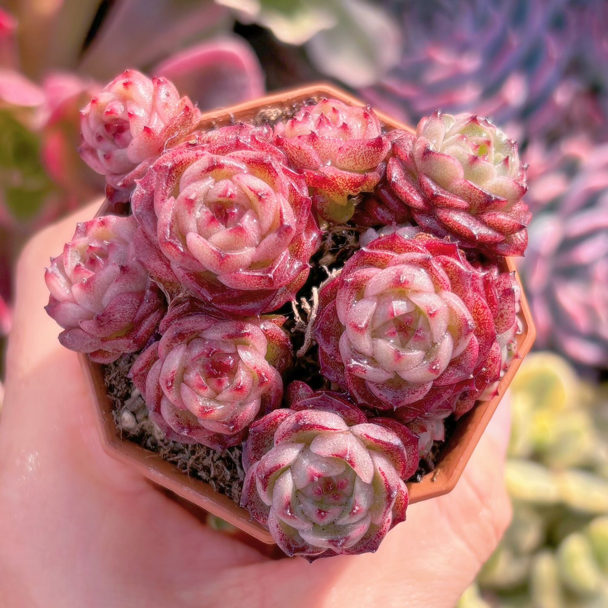 現品　マロンショコラ#672　るる農園