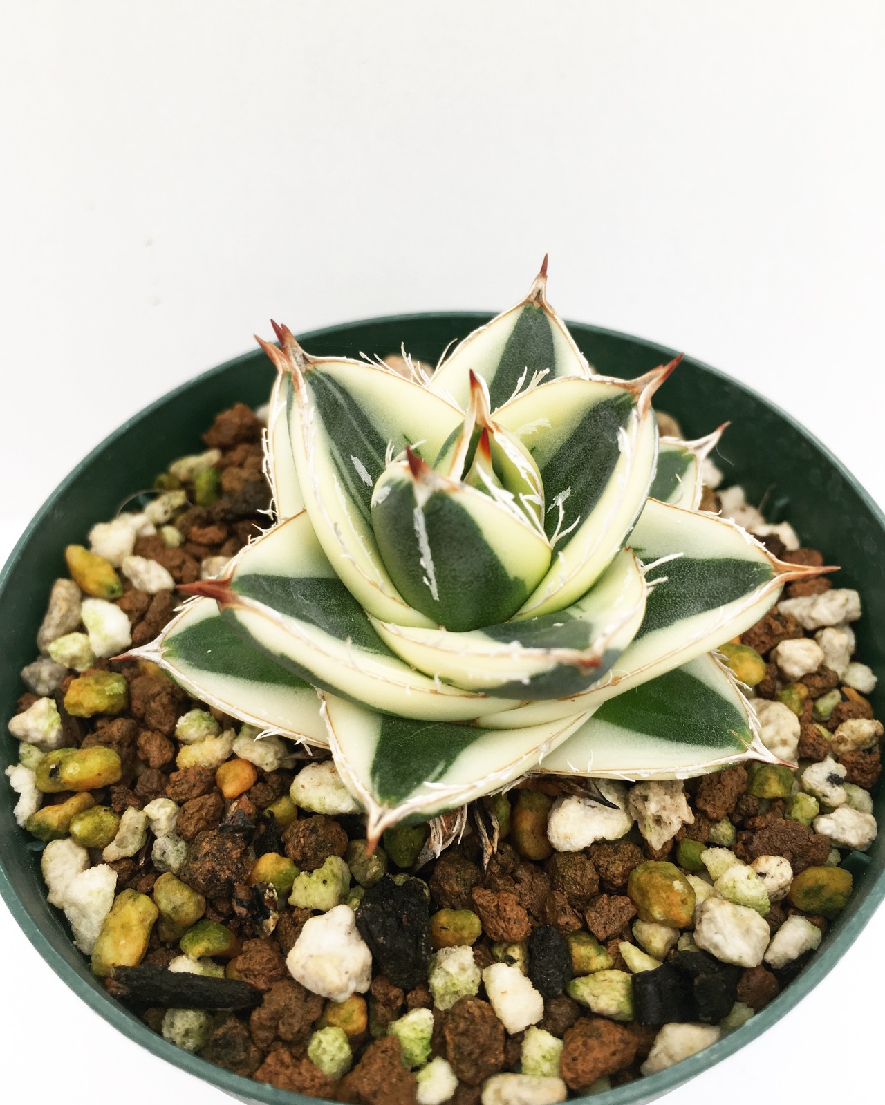 アガベ ピンキー Agave filifera compacta pinky 20171103 | SPG 