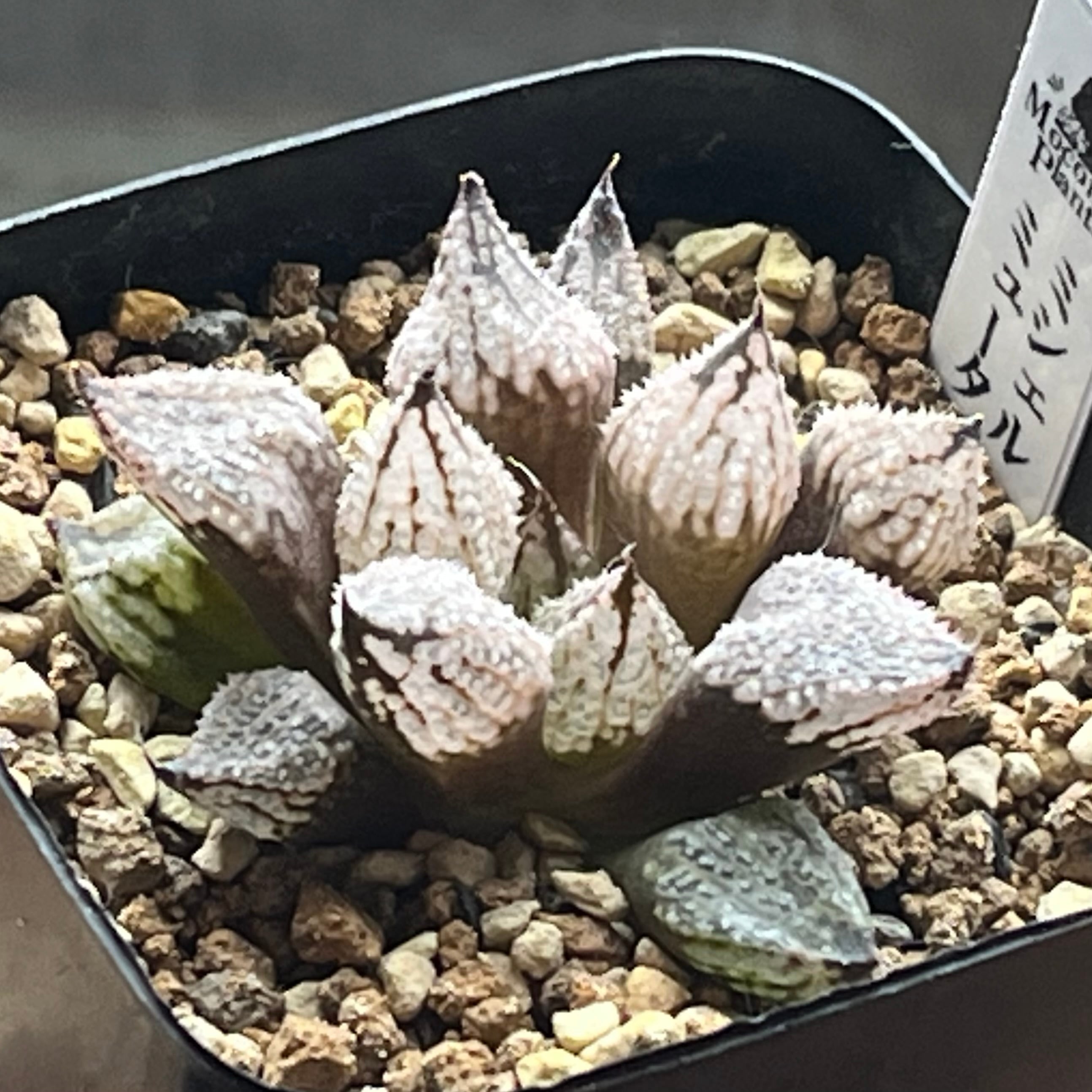 ハオルチア ミシェルミュータント | mocono_plants