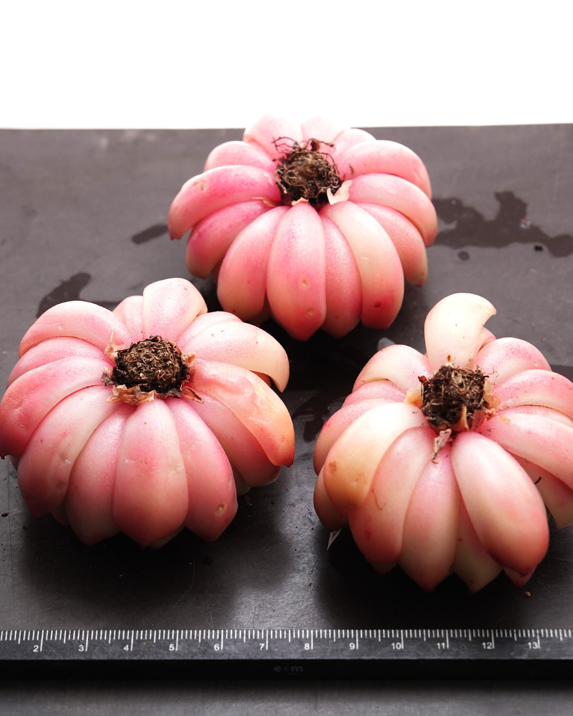 カット苗 パイナップルケーキ 【日本初上陸？！】 Echeveria