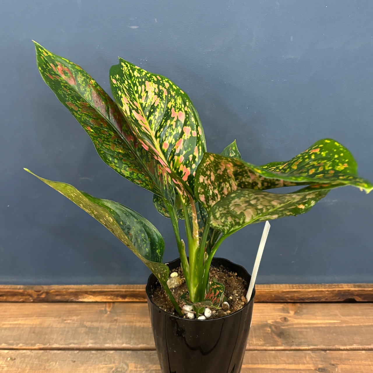 アグラオネマ ビーナス【70】