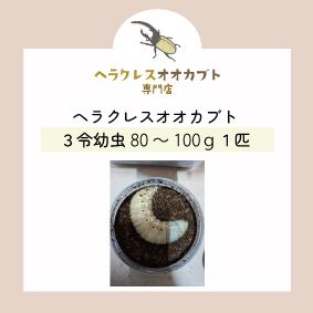 4mm】アカガネオオコブハムシ 赤銅色 コメツキムシ昆虫標本甲虫
