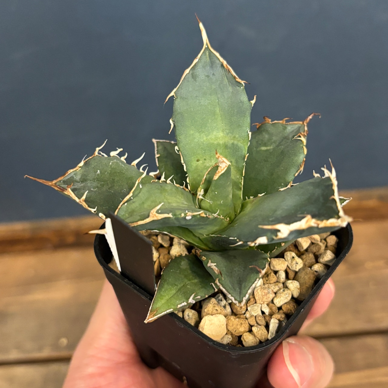 アガベ チタノタ 烈焔【966】