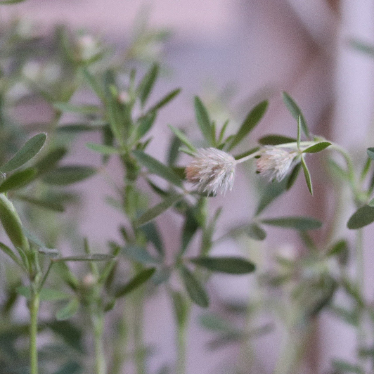 mondimanche リーフ　トリフォリウム　バーニーズ｜切花にも使えるオシャレなお花　ナチュラルな寄せ植えにオススメ