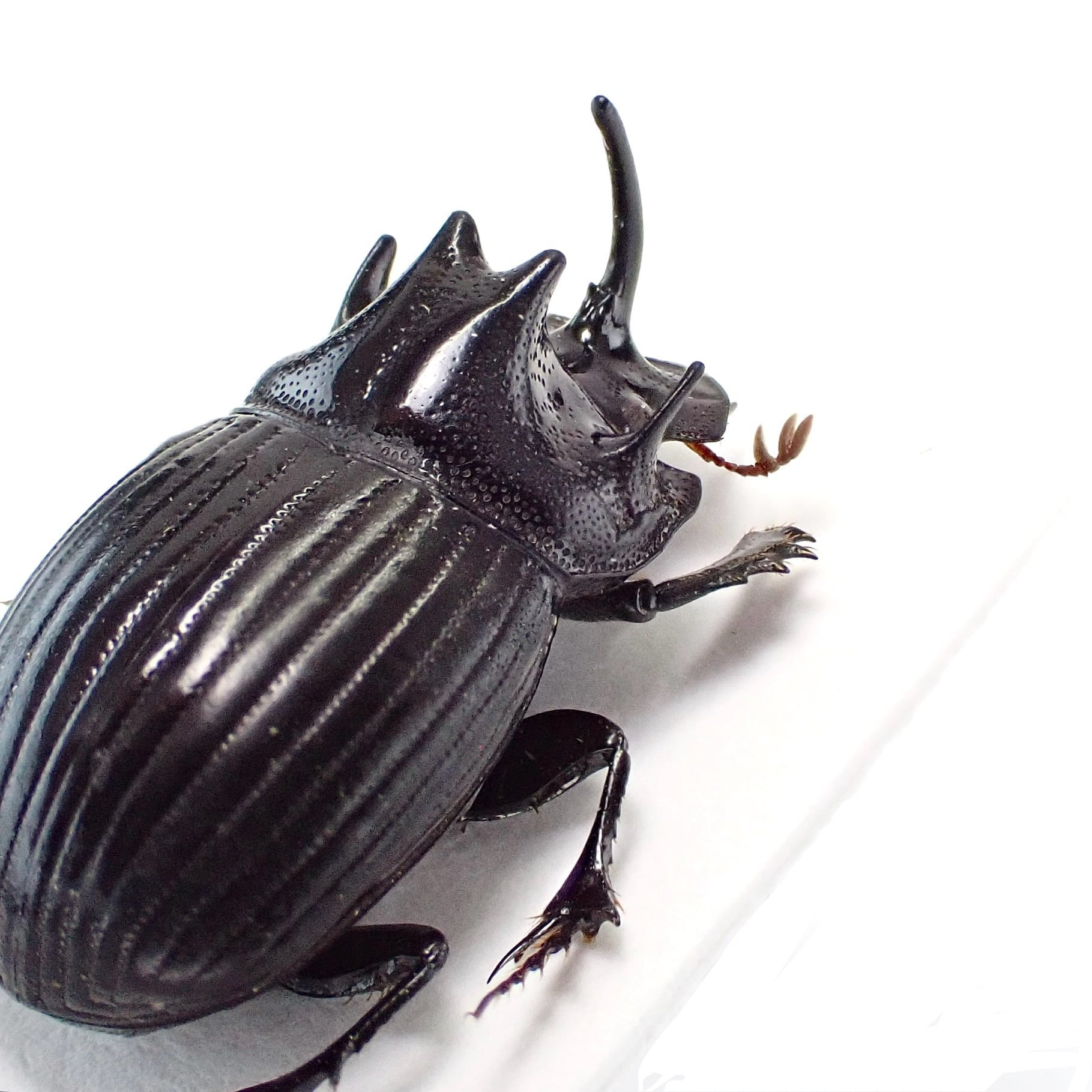 インド産 Copris sp. ♂ 20mm | 昆虫標本 Diggers & Rollers