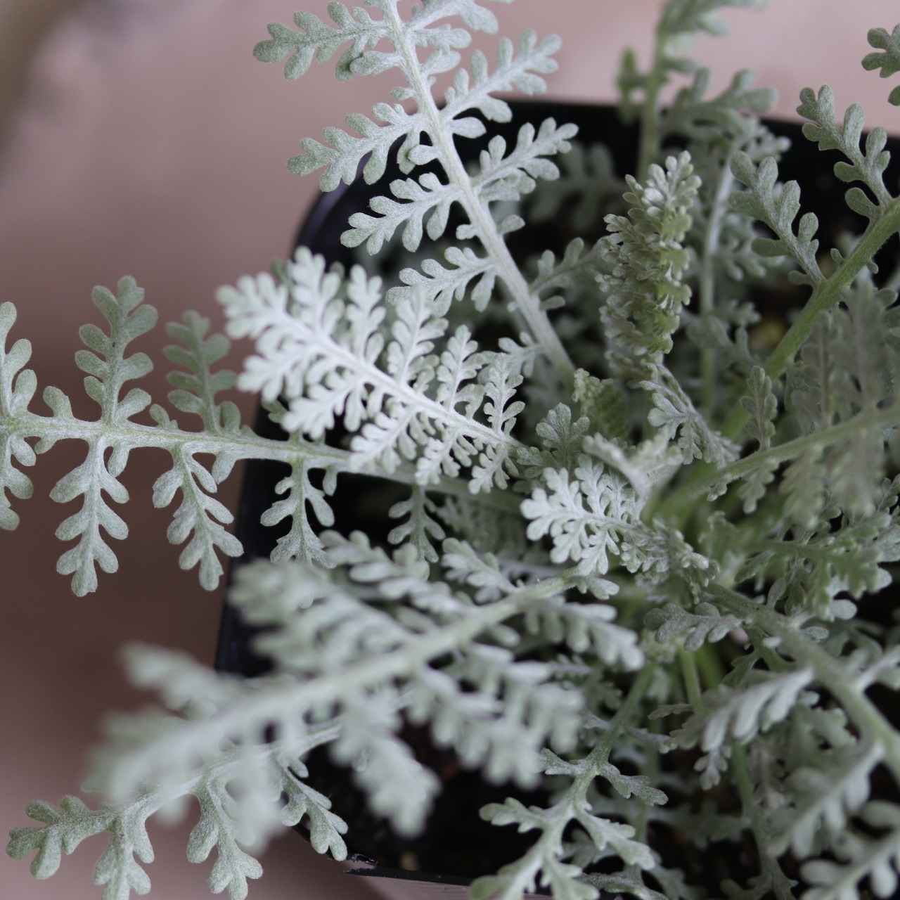 シルバーレース　カラーリーフ　寄せ植えに最適