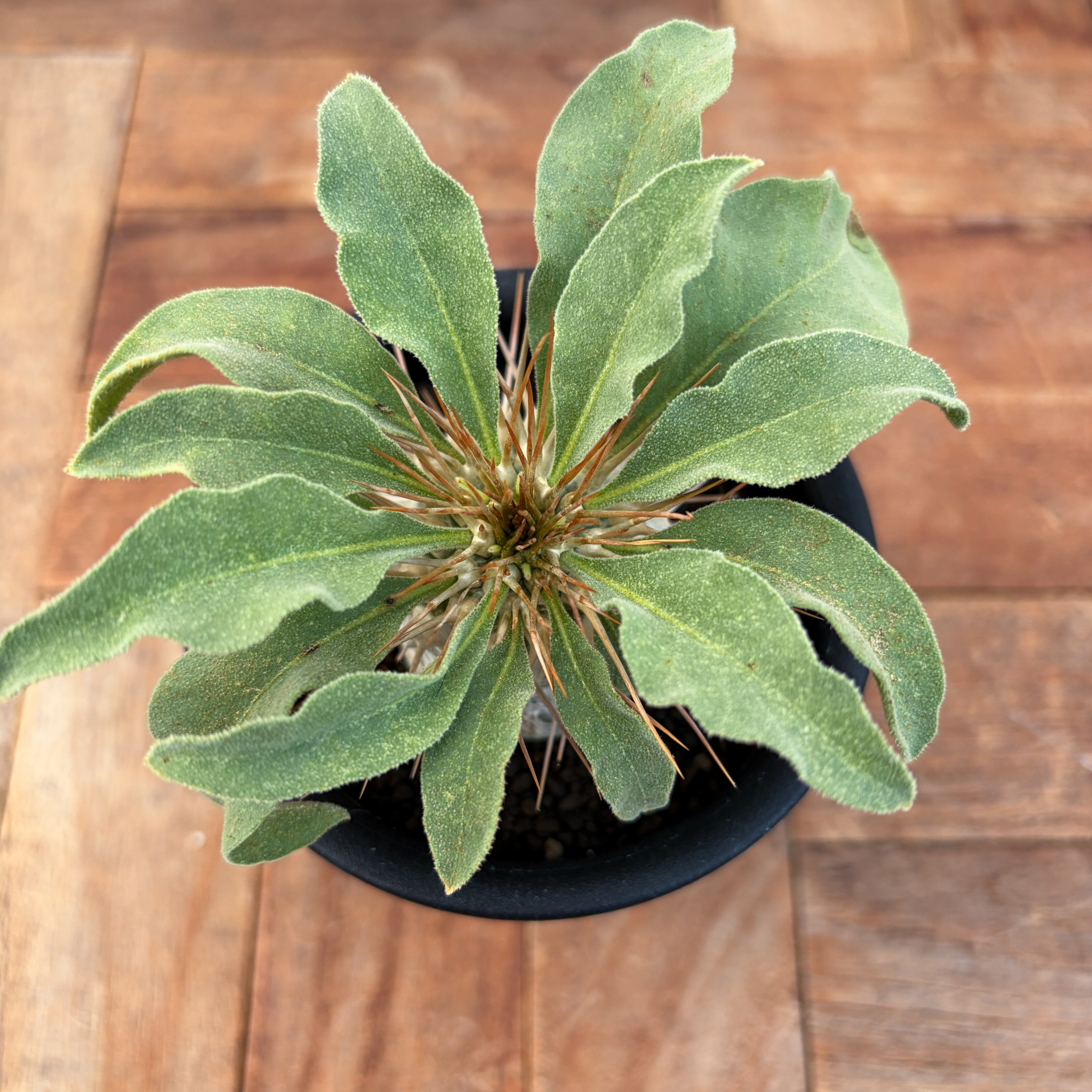 Pachypodium namaquanum【パキポディウム・ナマクアナム・光堂・実生