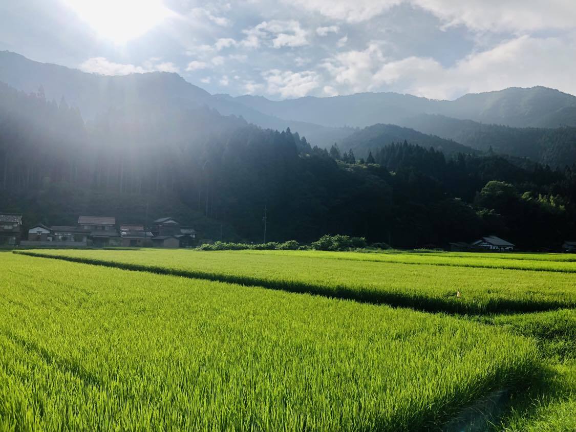 新米 令和7年(2025年)販売スタート【農薬・化学肥料不使用 コシヒカリ