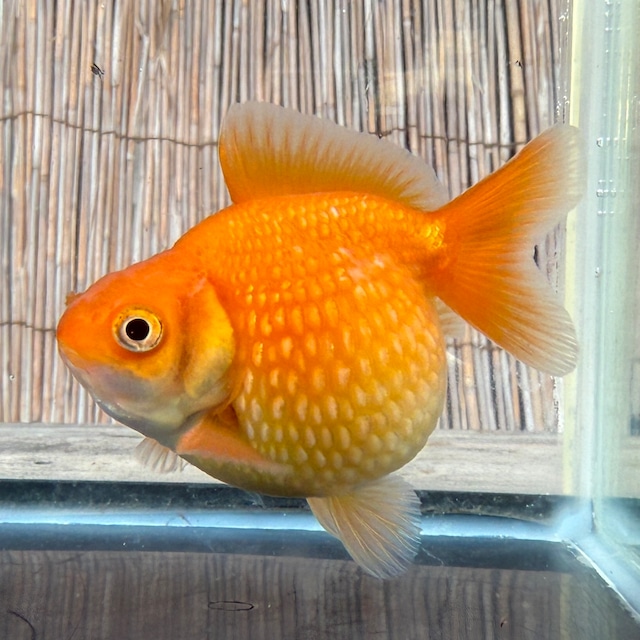 【国産 金魚】ピンポンパール （7〜8cm前後/素赤柄/SAKURAさらさ2025年産)