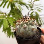 Copiapoa cinerea【黒王丸・実生】