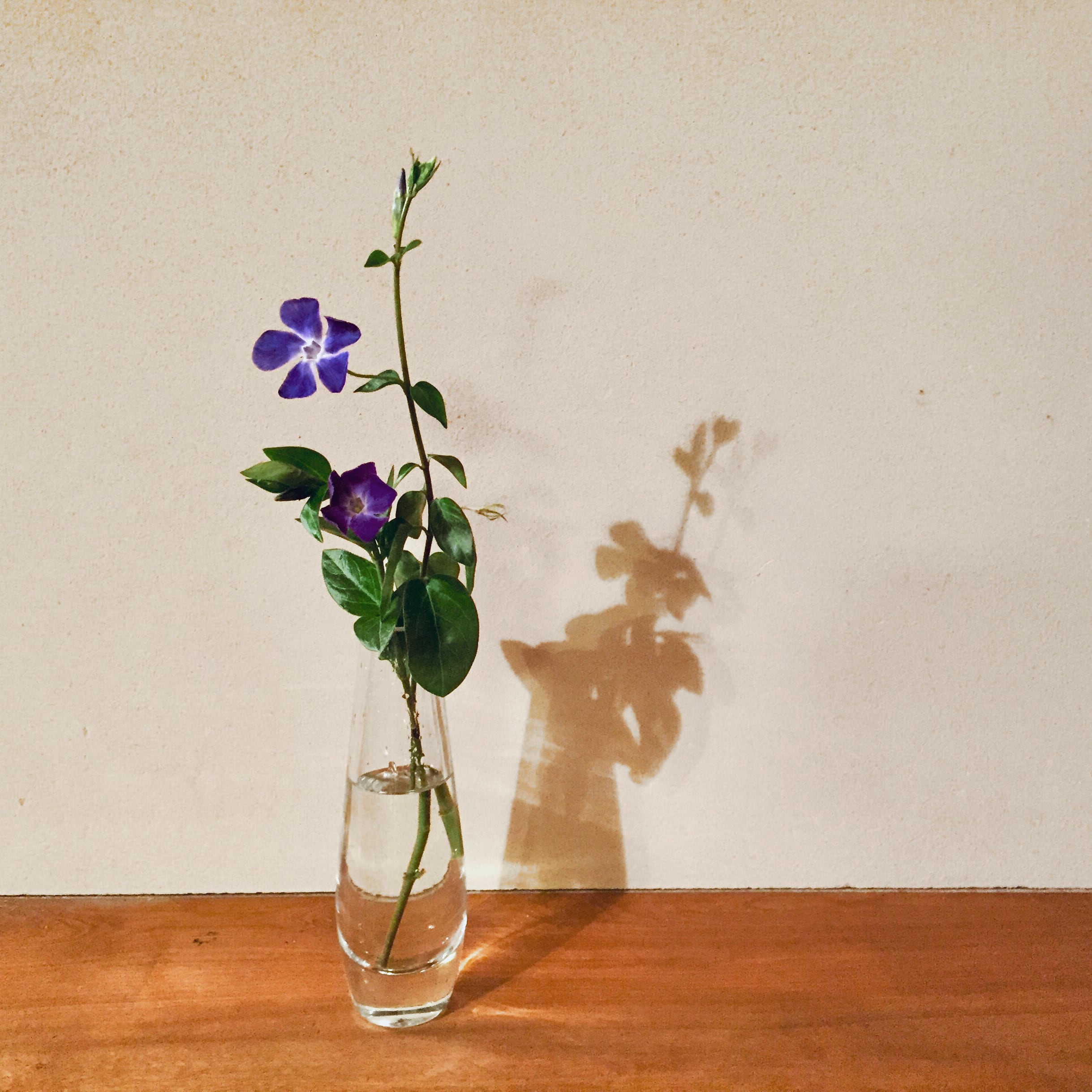 FLOWER SINGLE STEM VASE［LSA］ | REAL Style online shop
