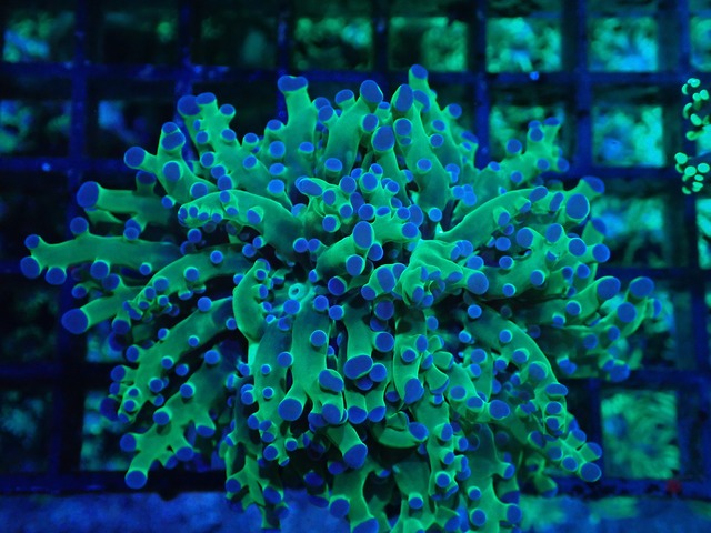 Paradivisa MettalicGreen 1