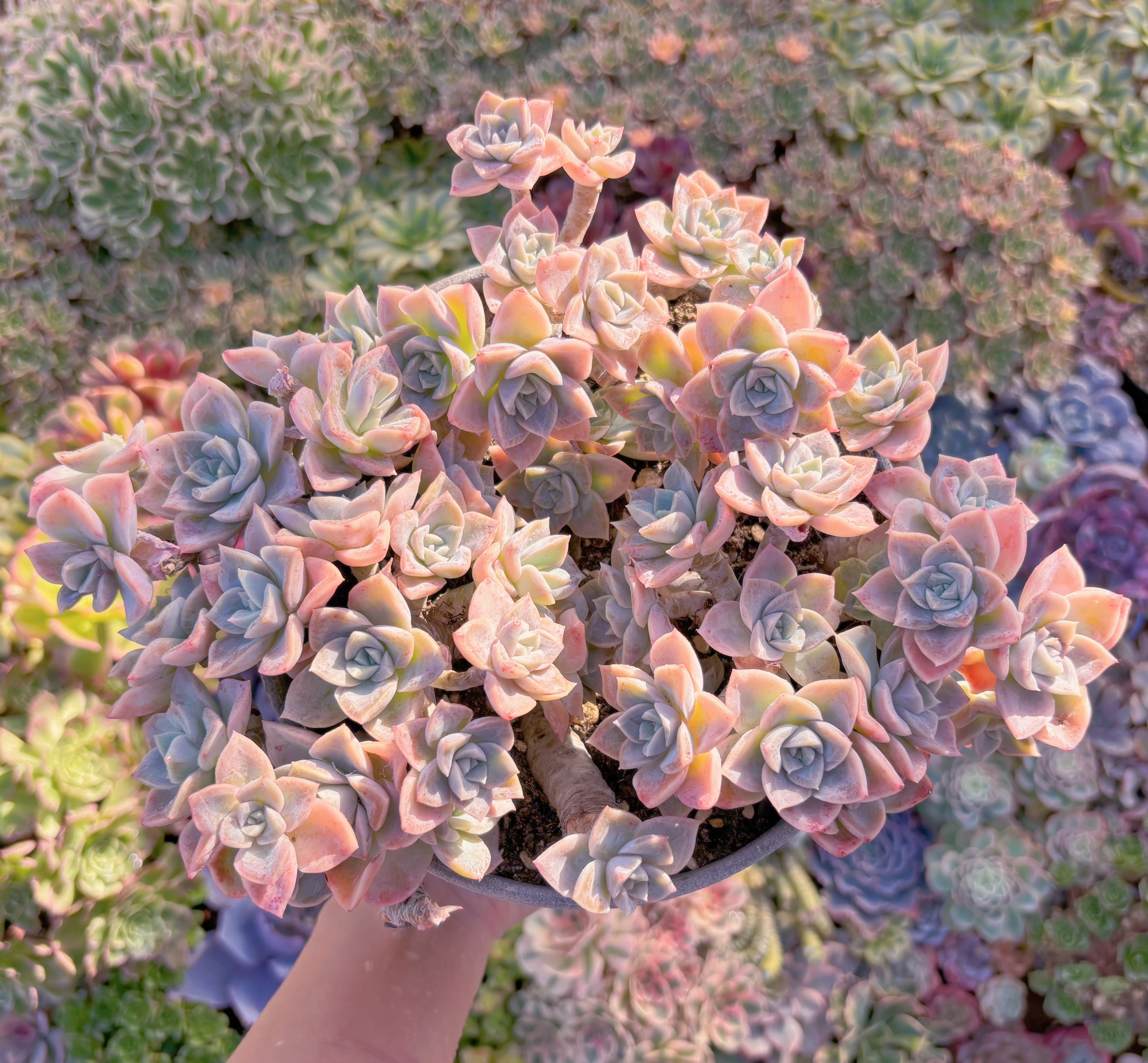 現品　ラブリーローズx白牡丹#012　特大群生　新入荷　るる農園