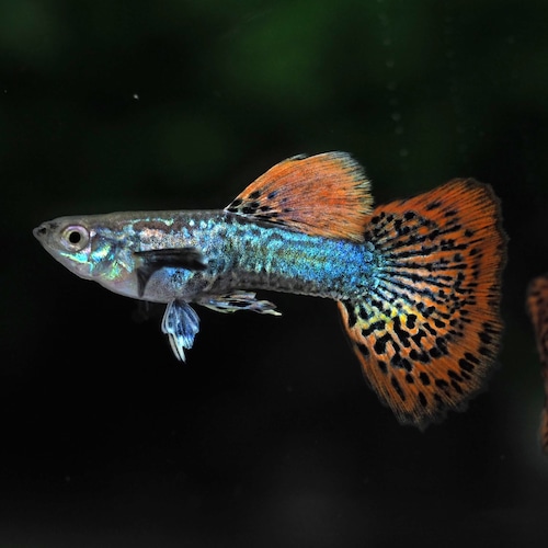 【セール】レッドドラゴン 若魚2ペア＋おまけ種メス1匹