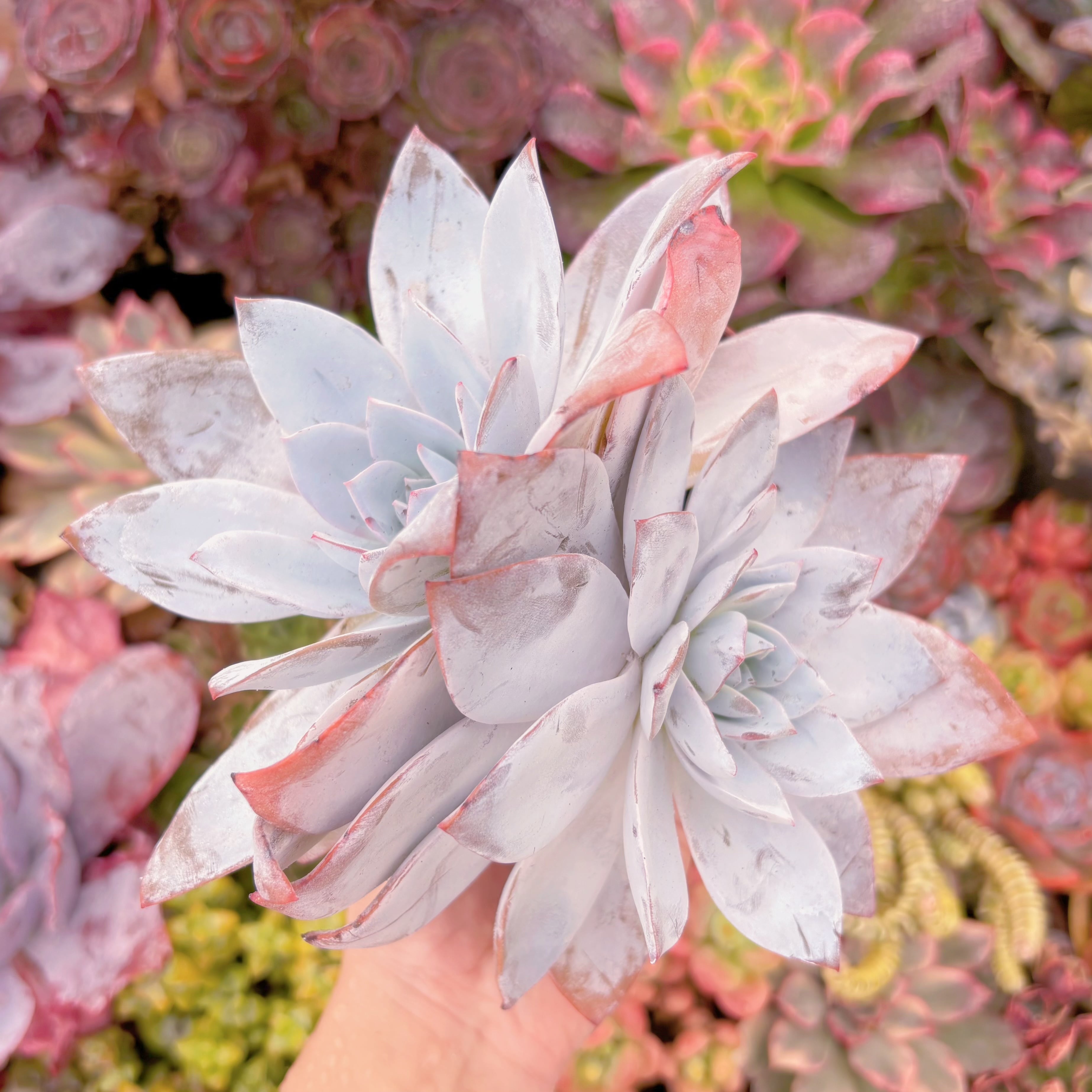 現品　白蓮#651　大群生　るる農園