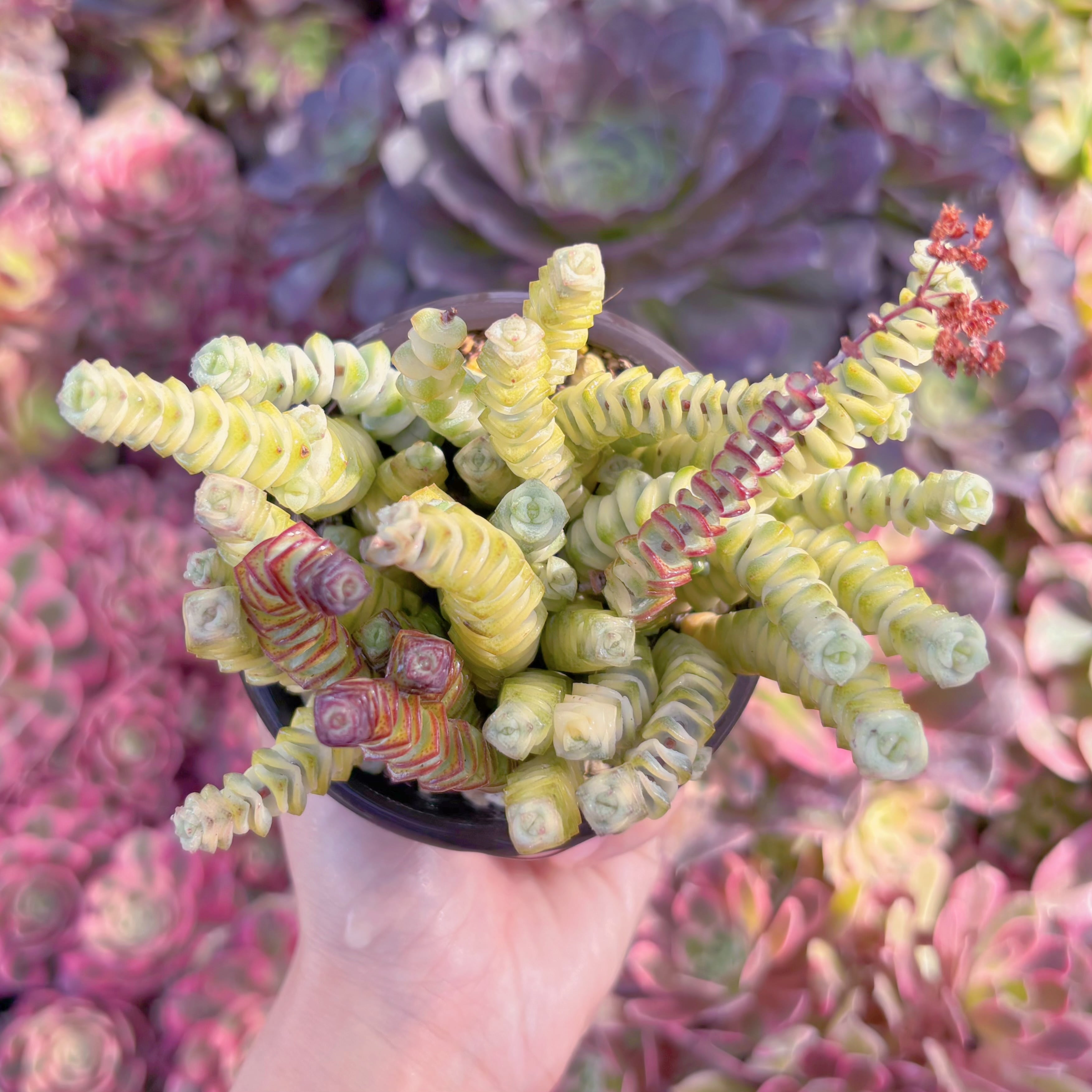 現品　ファンタジー錦#K222　新入荷　るる農園