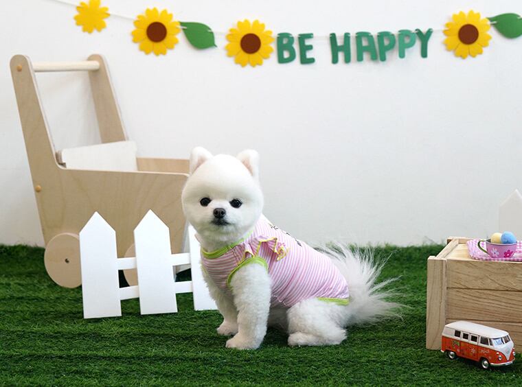 【SALE】sunny frill top S ~ XL 2color / 犬服 春夏 新作 袖なし トップス 可愛い ドッグウェア わんこ服 Tシャツ