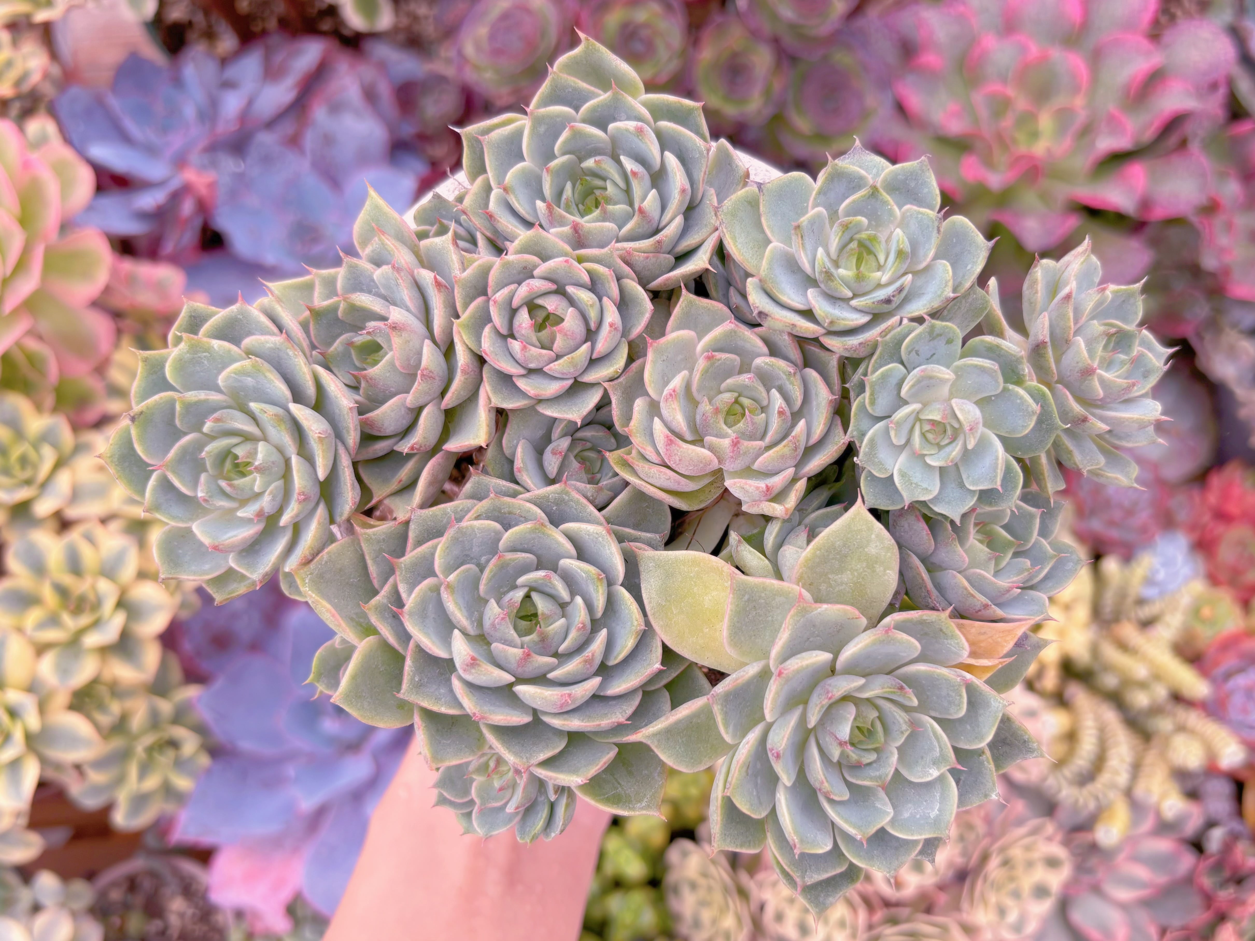 現品　ベンバディス#2025　特大群生　るる農園