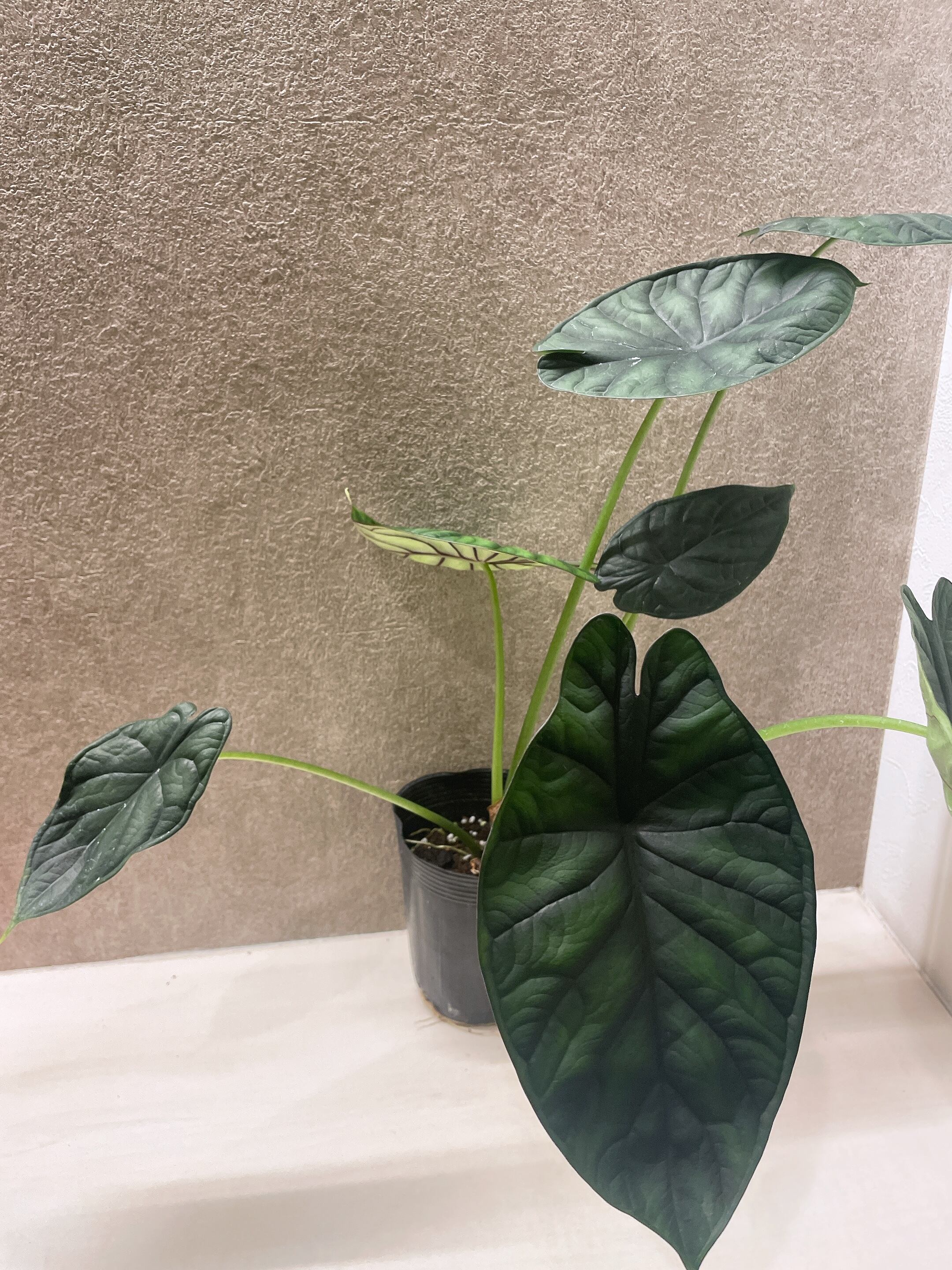 アロカシア ドラゴンスケール 4号 | a plants