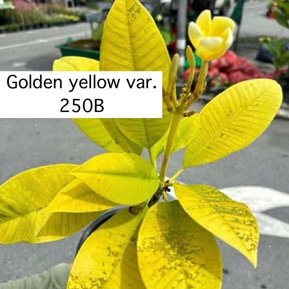 プルメリア 《 ゴールデンイエロー / Golden Yellow 》黄金葉・黄花