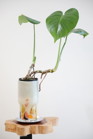 【S】モンステラ デリシオーサ/Monstera deliciosa　※ガラスポット付き